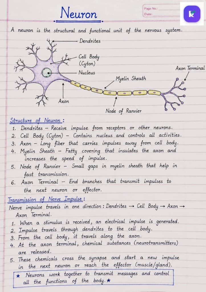 Hand-drawn neuron diagram with labelled dendrites, cell body, axon, myelin sheath, nodes of Ranvier, and axon terminal, plus notes on nerve impulse transmission.