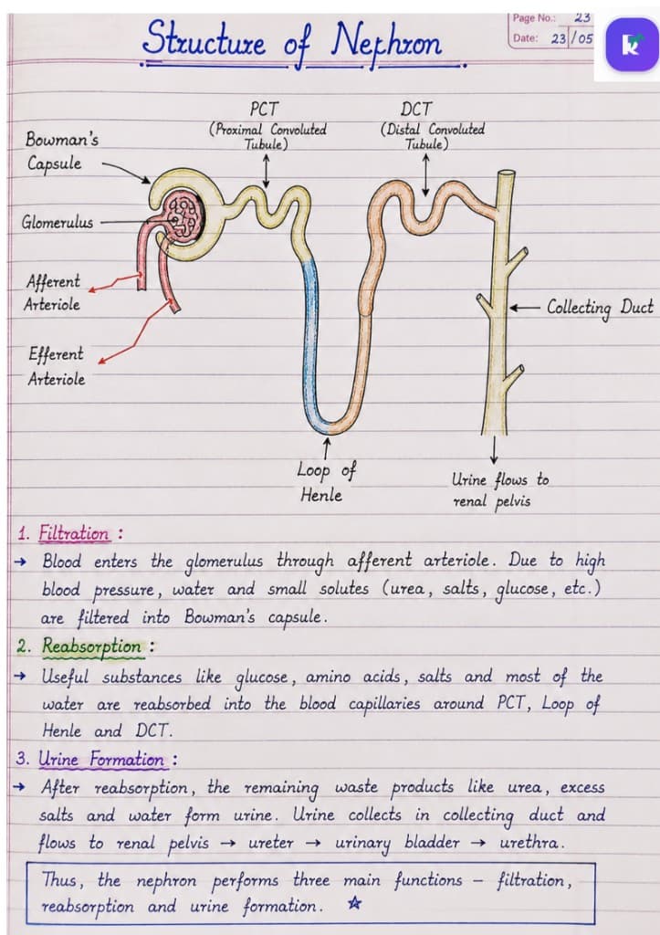 Hand-drawn nephron diagram showing Bowman's capsule, glomerulus, PCT, loop of Henle, DCT, and collecting duct with kidney function notes.